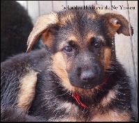 CHIOT
