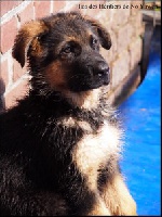 CHIOT