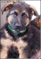 CHIOT